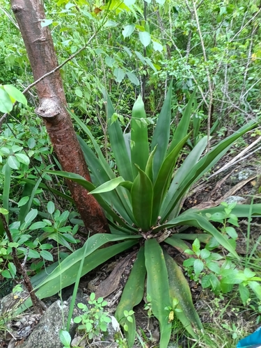Agave karatto