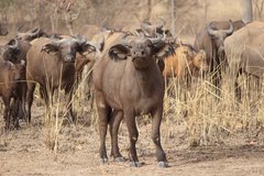 Syncerus caffer brachyceros