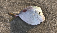 Selene setapinnis