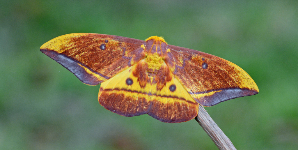 Eacles masoni