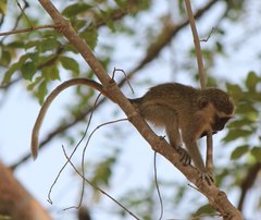 Chlorocebus tantalus