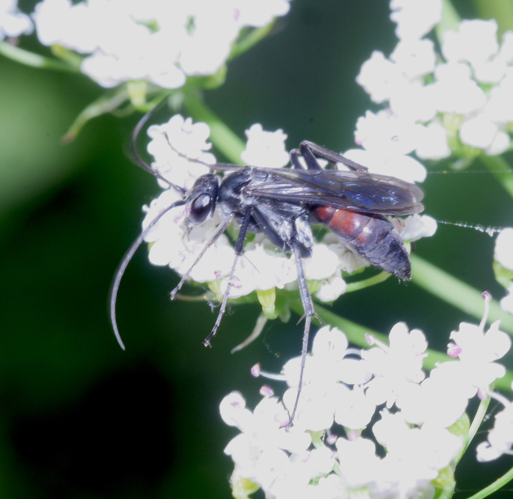 Agenioideus usurarius