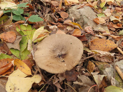 Melanoleuca brevipes