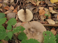 Melanoleuca brevipes