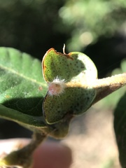 Disholandricus lasius