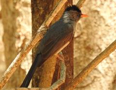 Hypsipetes madagascariensis