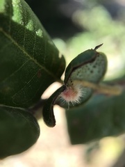 Disholandricus lasius