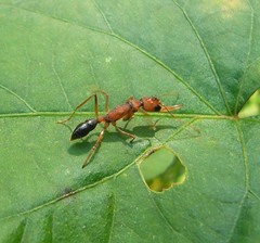 Harpegnathos saltator