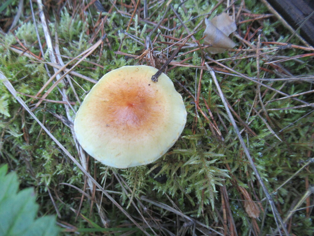 Hypholoma fasciculare · August 2025 · photo: © smsergey (iNaturalist, cc-by-nc)