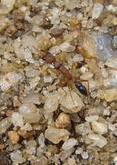 Harpegnathos saltator