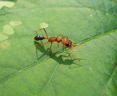 Harpegnathos saltator