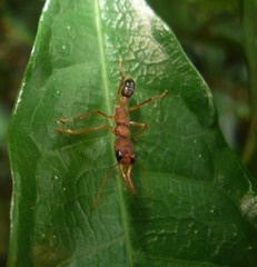 Harpegnathos saltator