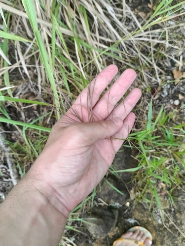 Judd's Grass (Leptochloa virgata)