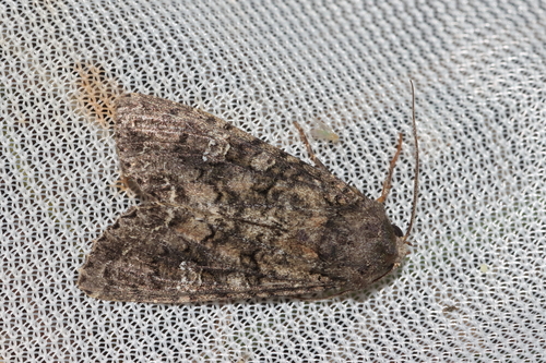 Mamestra brassicae