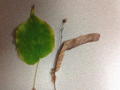 Tilia americana americana