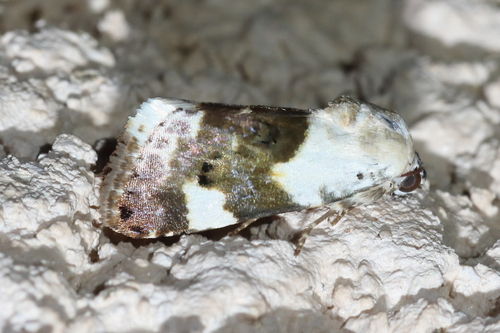 Acontia lucida