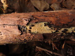 Biscogniauxia repanda