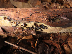 Biscogniauxia repanda