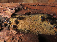 Biscogniauxia repanda