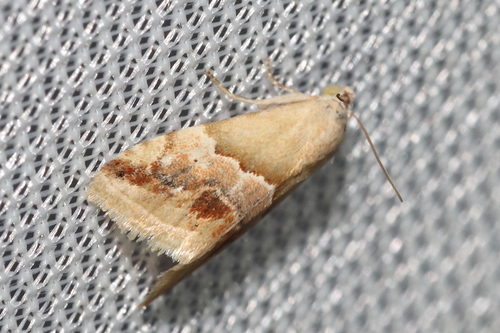 Eublemma parva