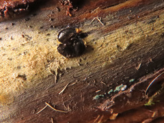 Biscogniauxia repanda