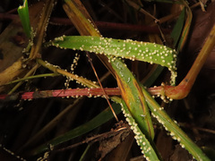 Calyptella campanula