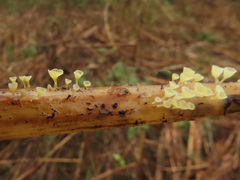 Calyptella campanula