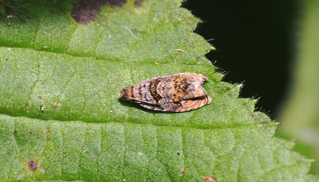 Enarmonodes aino