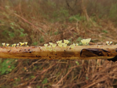 Calyptella campanula