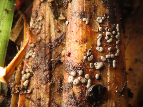 Representative image of Didymium difforme