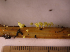 Calyptella campanula