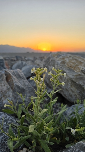 Nicotiana trigonophylla iNat (1)