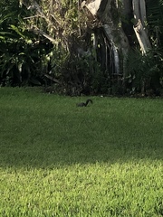 Sciurus carolinensis