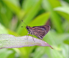 Callimormus radiola radiola