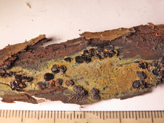 Biscogniauxia repanda