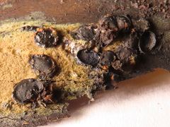 Biscogniauxia repanda