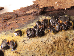 Biscogniauxia repanda