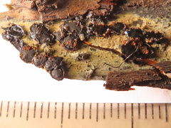 Biscogniauxia repanda