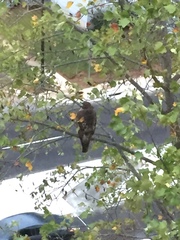 Buteo jamaicensis