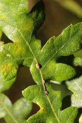 Pseudoneuroterus saliens