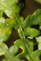 Pseudoneuroterus saliens