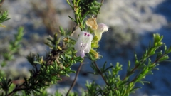 Conradina brevifolia
