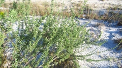 Conradina brevifolia