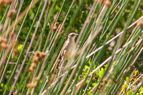 Zitting Cisticola