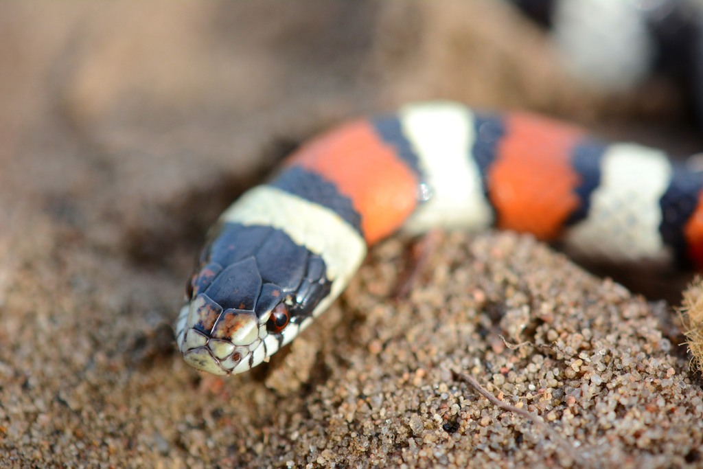 Western Milksnake (A Guide to Snakes of Southeast Texas) · iNaturalist
