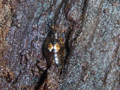 Styloniscus thomsoni