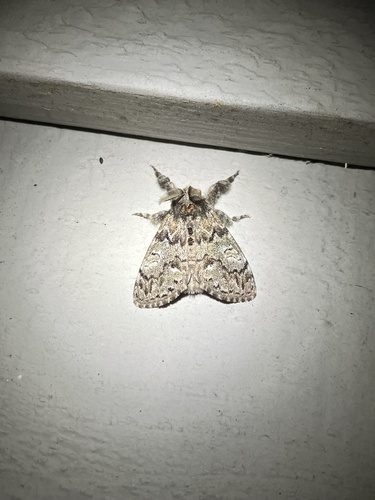 Northern Pine Tussock Moth photo 3