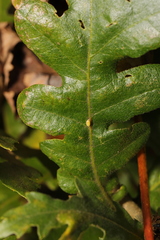 Pseudoneuroterus saliens