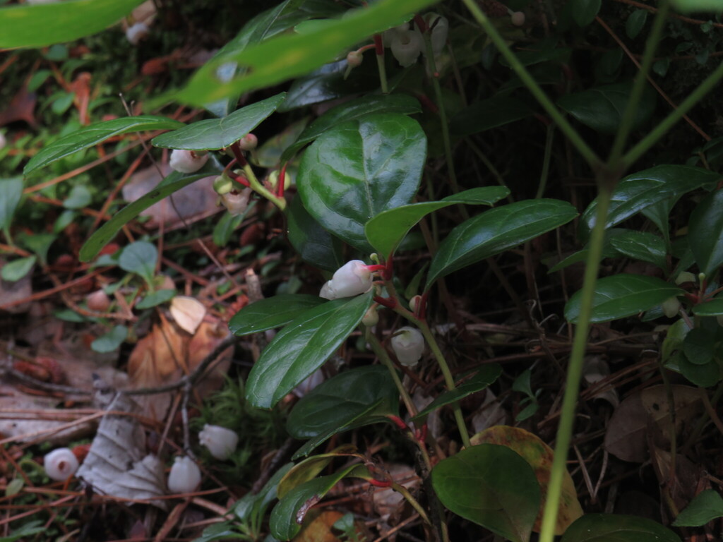 Eastern Teaberry