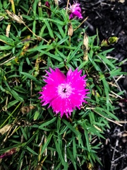 Dianthus plumarius